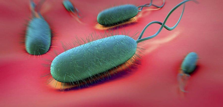 میکروب معده به دیگران منتقل می شود؟ میکروب معده به دیگران منتقل می شود؟