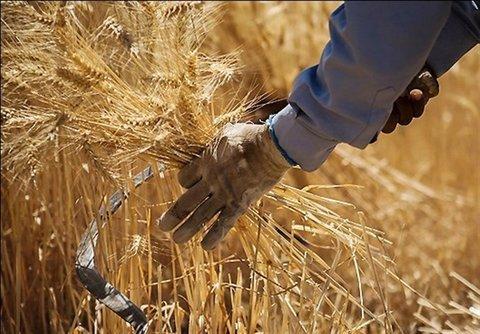 پیش بینی برداشت 150 هزار تن گندم در شهرستان دهلران پیش بینی برداشت 150 هزار تن گندم در شهرستان دهلران
