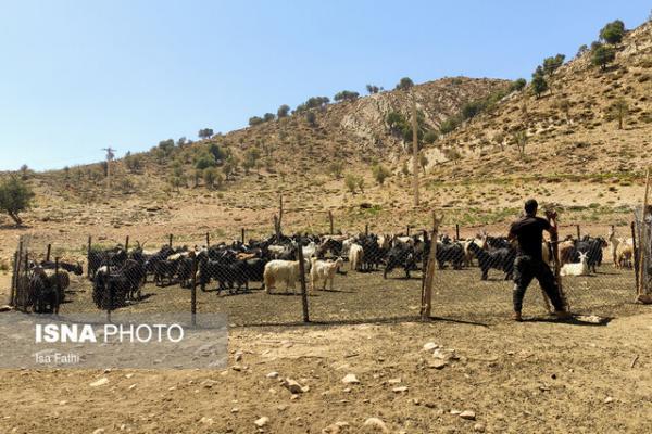 رفع مشکل نهاده دامی عشایر استان تهران درآینده نزدیک، صدور برطرف مشکل نهاده دامی عشایر استان تهران درآینده نزدیک، صدور کارت تردد برای عشایر