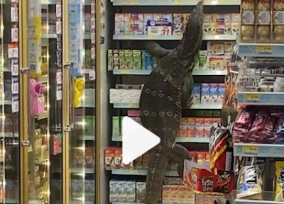 ورود مارمولک غول پیکر به فروشگاه