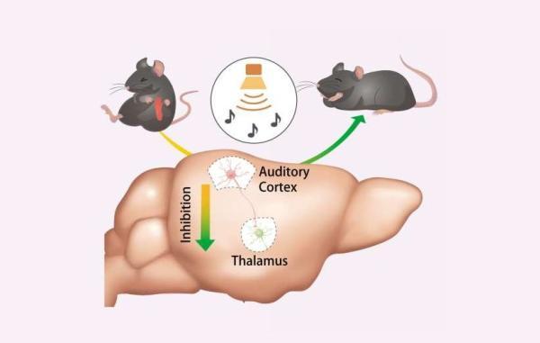 کشف سازوکار تسکین درد با استفاده از صدا در موش ها