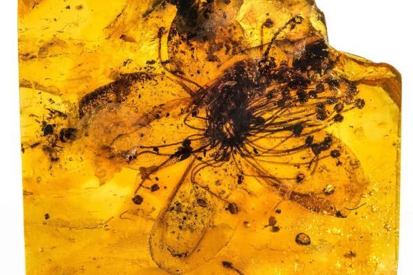 یافته های تازه دربارۀ فسیل گُل 34 میلیون ساله