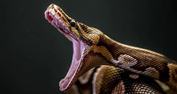 مار پیتون غول پیکر اینگونه تمساح را می بلعد، عکس
