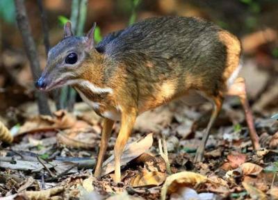 درباره موش آهو چه می دانیم؟