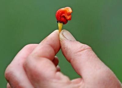 این خوراکی مزه مرگ می دهد، تجربه وحشتناک چشیدن نفس اژدها